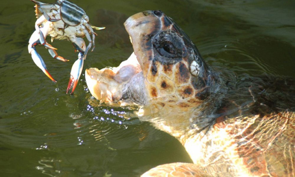 94355e3f9cf1a0063a9e60f2cfb80354