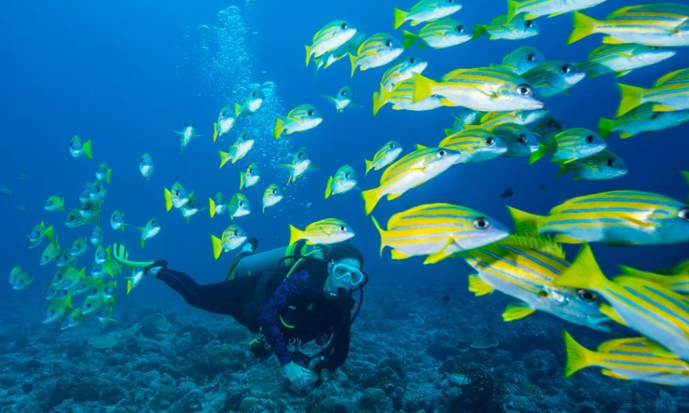 diver-school-of-fish-1050x700