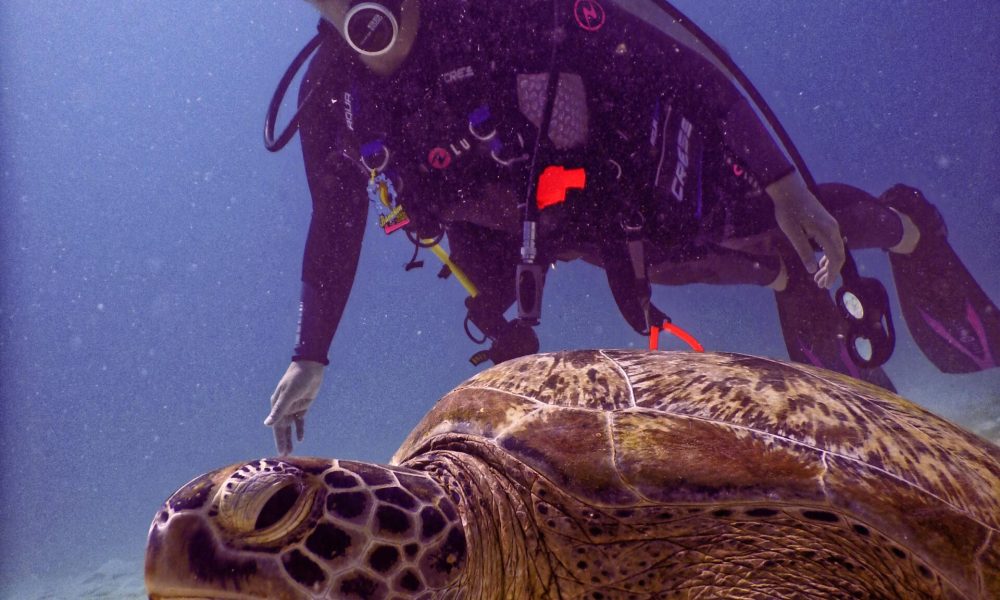 pexels-tomfisk-1312067